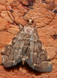 Yellow-spotted Webworm